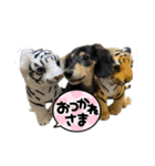 ミニチュアダックスフンドななちゃん（個別スタンプ：3）