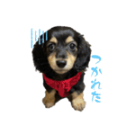 ミニチュアダックスフンドななちゃん（個別スタンプ：7）
