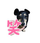 ミニチュアダックスフンドななちゃん（個別スタンプ：13）