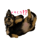 ミニチュアダックスフンドななちゃん（個別スタンプ：22）
