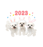 うさぎマルチーズ！で新年のご挨拶♪（個別スタンプ：3）