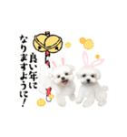 うさぎマルチーズ！で新年のご挨拶♪（個別スタンプ：5）