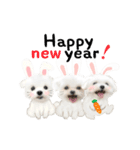 うさぎマルチーズ！で新年のご挨拶♪（個別スタンプ：6）