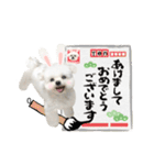 うさぎマルチーズ！で新年のご挨拶♪（個別スタンプ：7）
