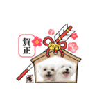うさぎマルチーズ！で新年のご挨拶♪（個別スタンプ：8）