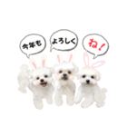 うさぎマルチーズ！で新年のご挨拶♪（個別スタンプ：9）