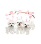 うさぎマルチーズ！で新年のご挨拶♪（個別スタンプ：12）