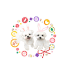 うさぎマルチーズ！で新年のご挨拶♪（個別スタンプ：13）
