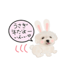 うさぎマルチーズ！で新年のご挨拶♪（個別スタンプ：14）