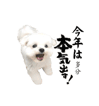うさぎマルチーズ！で新年のご挨拶♪（個別スタンプ：15）