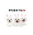 うさぎマルチーズ！で新年のご挨拶♪（個別スタンプ：16）