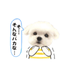 うさぎマルチーズ！で新年のご挨拶♪（個別スタンプ：20）