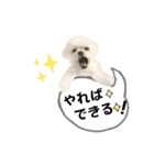 うさぎマルチーズ！で新年のご挨拶♪（個別スタンプ：22）