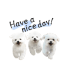 うさぎマルチーズ！で新年のご挨拶♪（個別スタンプ：24）