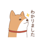 うちの気だるげな柴犬スタンプ（個別スタンプ：13）