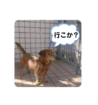 愛犬ことらの使えるスタンプ⑺（個別スタンプ：15）