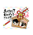 ねこのぱとちゃんウニちゃん③（個別スタンプ：33）