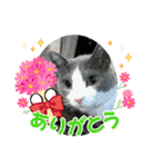 りん ねこ（個別スタンプ：12）