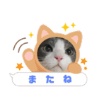 りん ねこ（個別スタンプ：15）