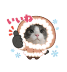 りん ねこ（個別スタンプ：16）