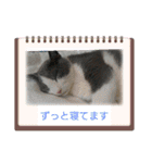 りん ねこ（個別スタンプ：24）