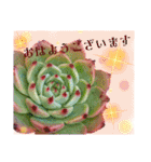 わたしの癒し♡多肉植物たち②（個別スタンプ：13）