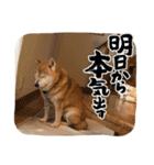 うークン（個別スタンプ：14）