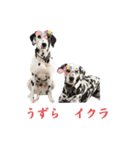 被り物シリーズ(卵姉妹)（個別スタンプ：1）