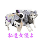 被り物シリーズ(卵姉妹)（個別スタンプ：11）