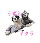 被り物シリーズ(卵姉妹)（個別スタンプ：14）
