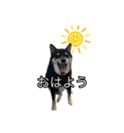黒柴のおこげちゃん（個別スタンプ：1）