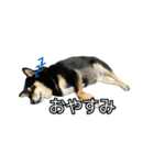 黒柴のおこげちゃん（個別スタンプ：4）