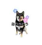 黒柴のおこげちゃん（個別スタンプ：12）