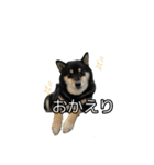 黒柴のおこげちゃん（個別スタンプ：13）