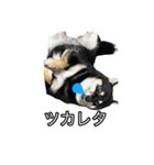 黒柴のおこげちゃん（個別スタンプ：20）