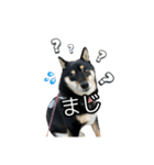 黒柴のおこげちゃん（個別スタンプ：31）