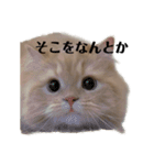 もずのスタンプ（個別スタンプ：12）