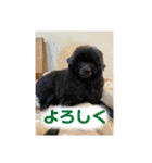 黒トイプーちゃこ様スタンプ（個別スタンプ：2）