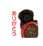 黒トイプーちゃこ様スタンプ（個別スタンプ：3）