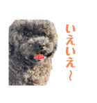 黒トイプーちゃこ様スタンプ（個別スタンプ：4）