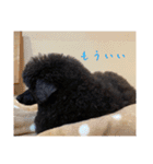 黒トイプーちゃこ様スタンプ（個別スタンプ：9）