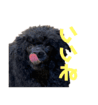 黒トイプーちゃこ様スタンプ（個別スタンプ：12）