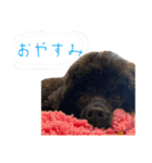 黒トイプーちゃこ様スタンプ（個別スタンプ：15）
