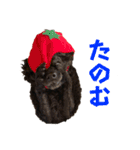 黒トイプーちゃこ様スタンプ（個別スタンプ：17）