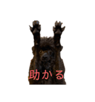 黒トイプーちゃこ様スタンプ（個別スタンプ：19）
