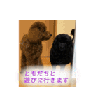 黒トイプーちゃこ様スタンプ（個別スタンプ：20）
