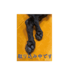 黒トイプーちゃこ様スタンプ（個別スタンプ：21）
