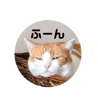 ねこわさびスタンプ（個別スタンプ：1）