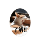 ねこわさびスタンプ（個別スタンプ：3）