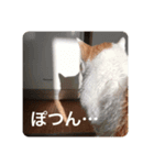 ねこわさびスタンプ（個別スタンプ：4）